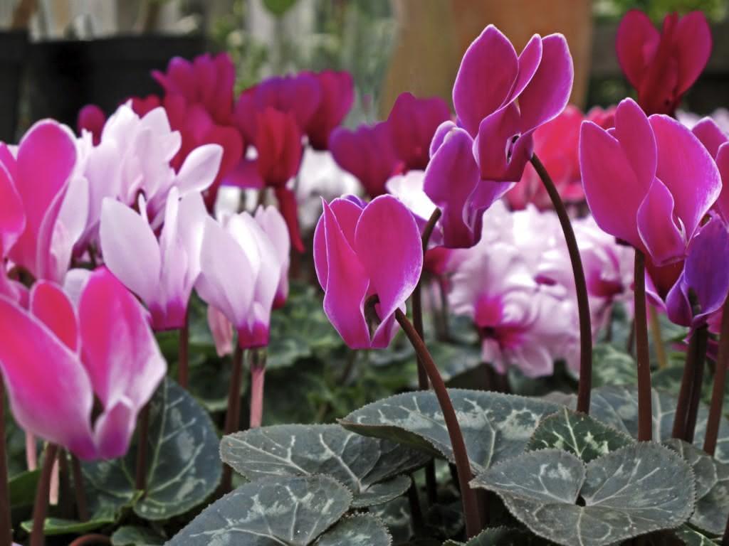 Cyclamen