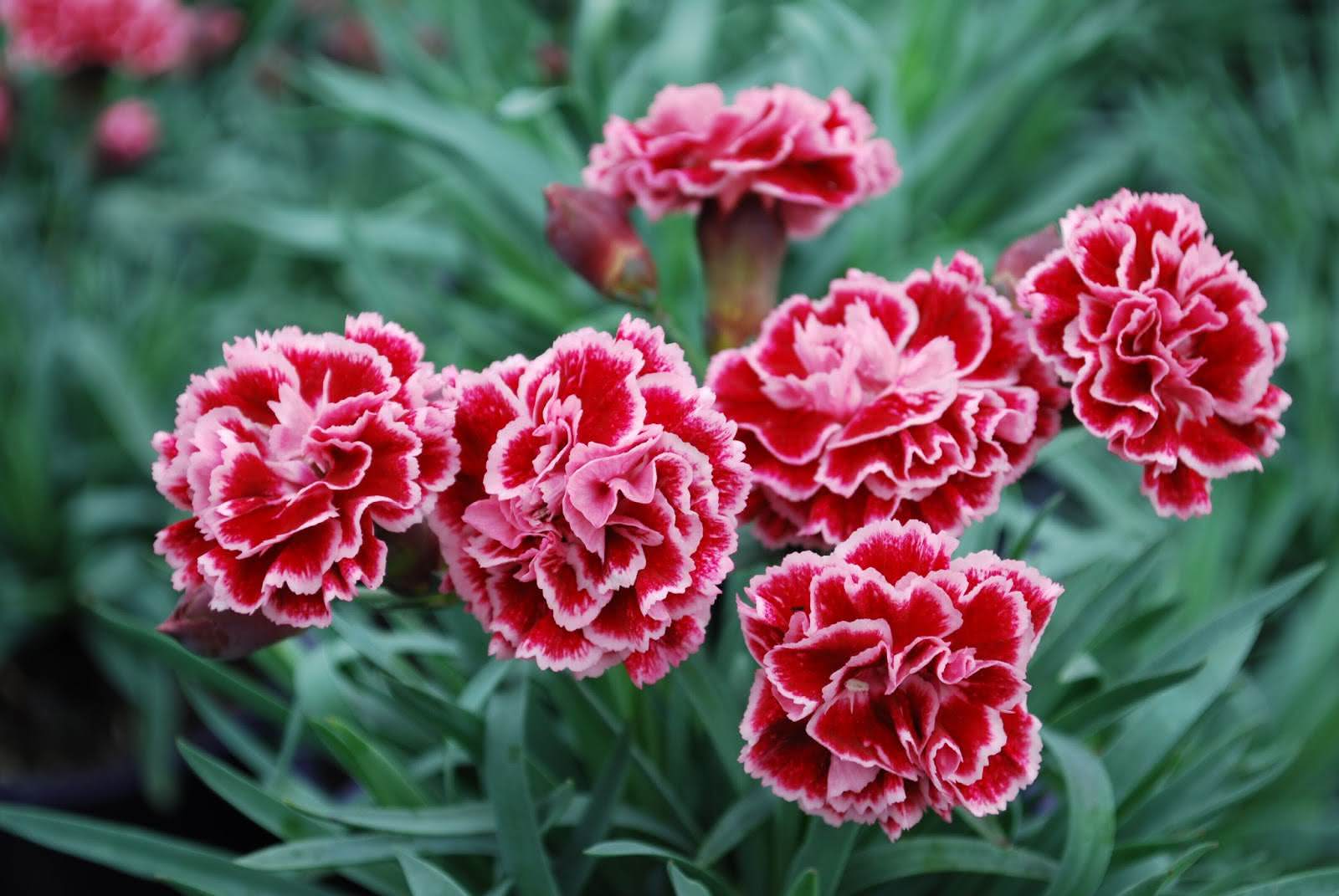 50 Espécies de Flores para o Seu Jardim Ficar Colorido