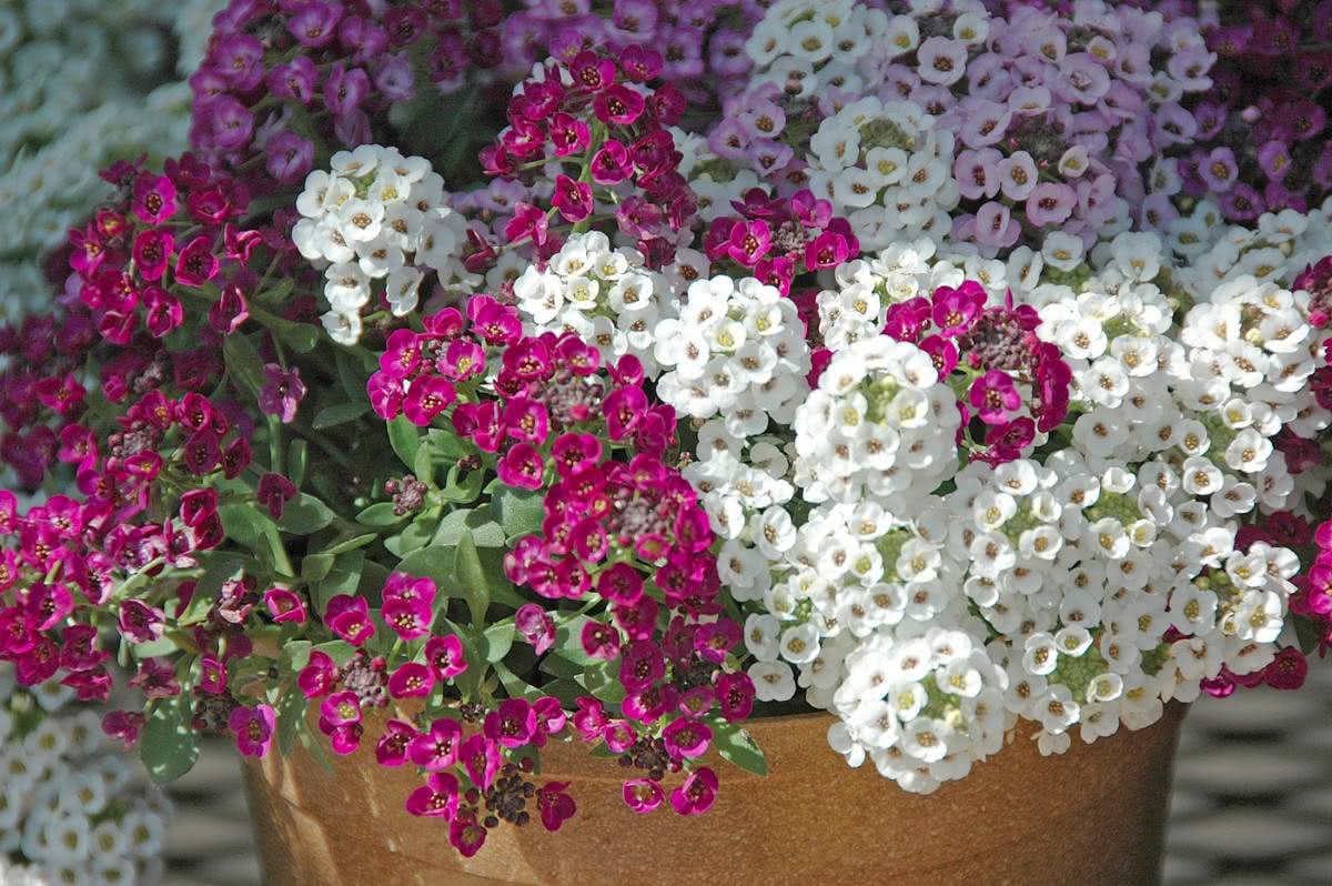 50 Espécies de Flores para o Seu Jardim Ficar Colorido