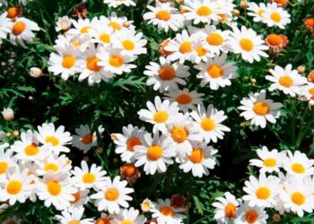 Flores para jardim: ideias de paisagismo e as principais espécies para escolher