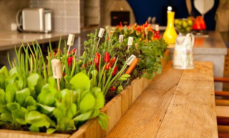 Hortas em apartamentos