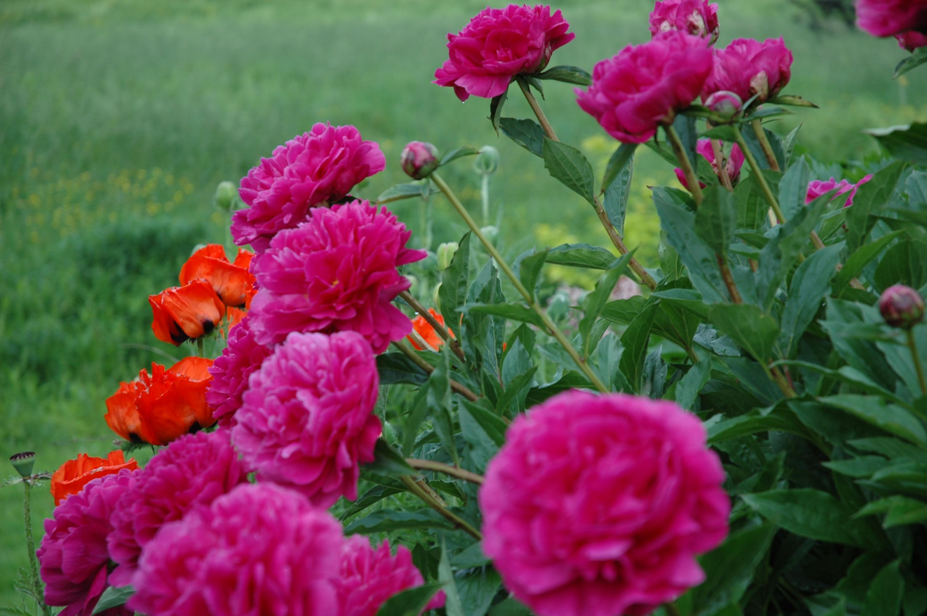 50 Espécies de Flores para o Seu Jardim Ficar Colorido