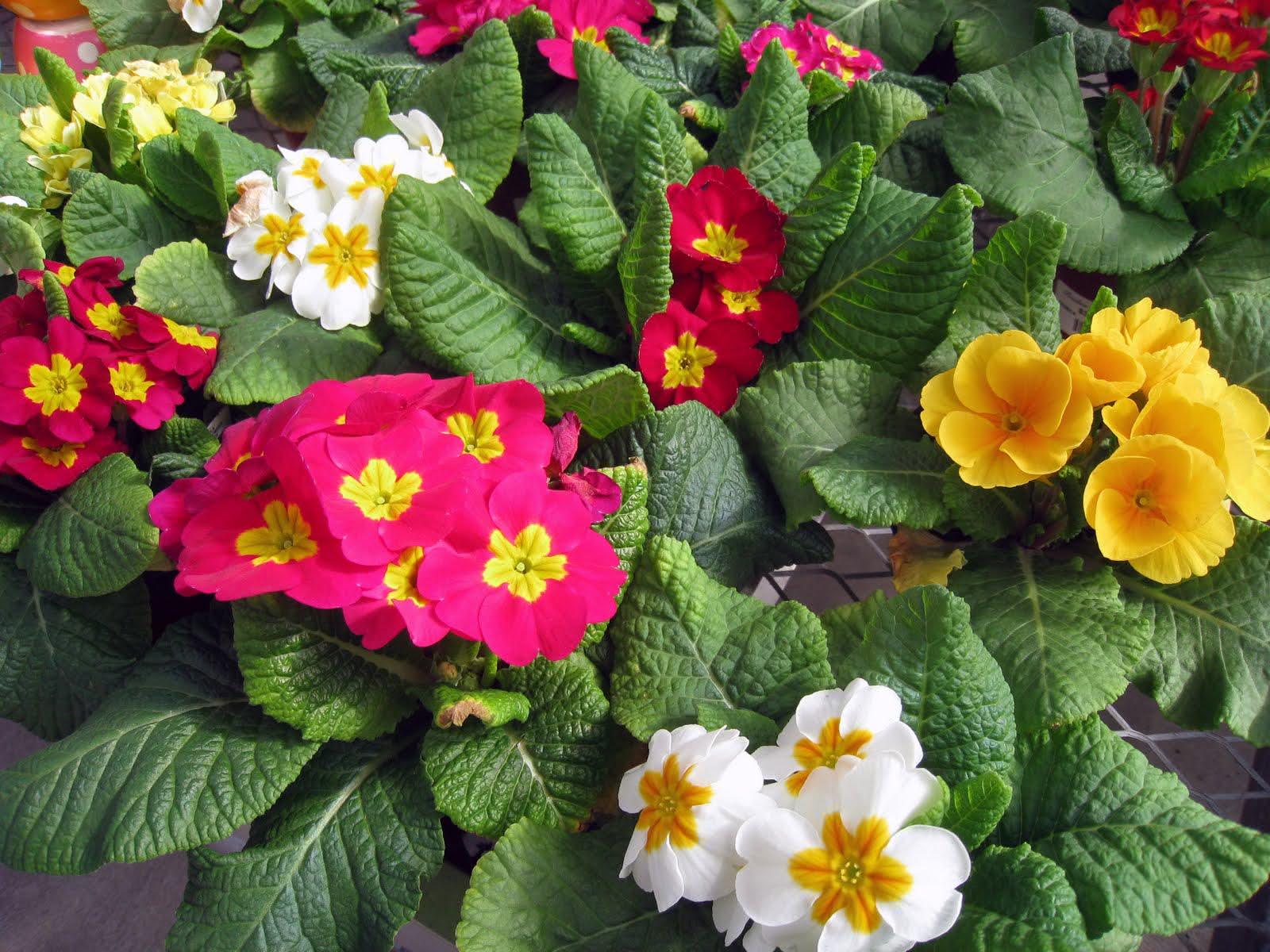 50 Espécies de Flores para o Seu Jardim Ficar Colorido