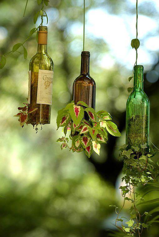 Garrafas de vinhos suspensas para abrigar plantas.