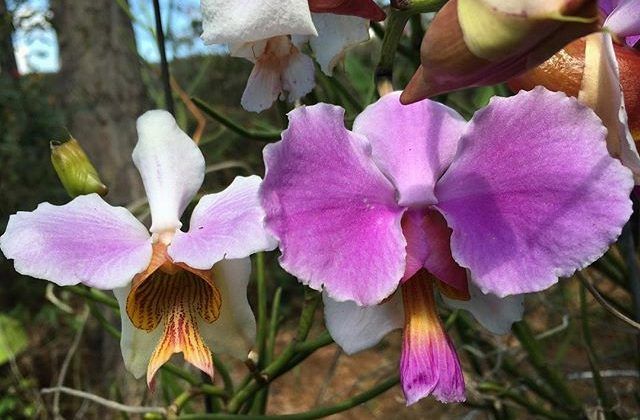 Orquídeas