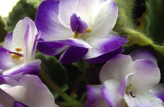 Flor de violeta africana