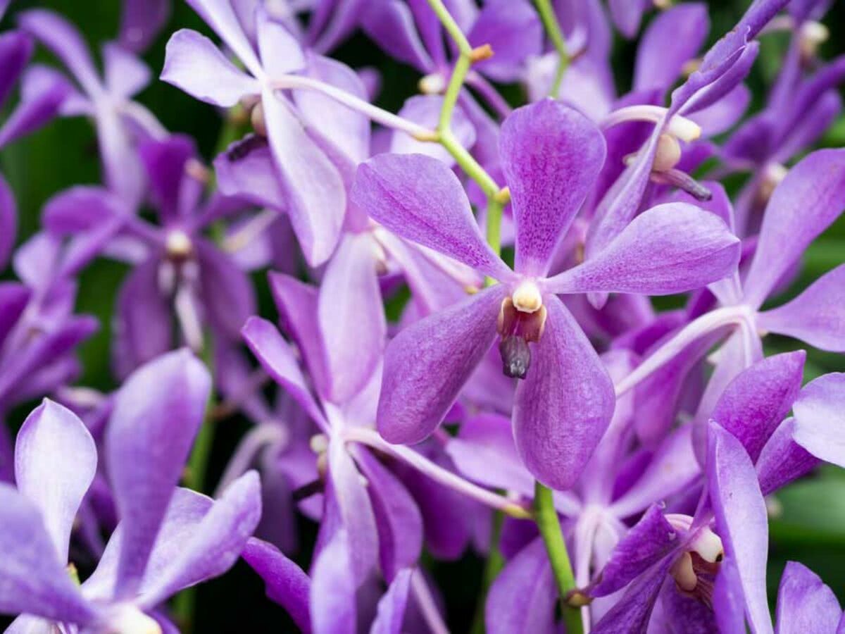 Como Cuidar De Orquideas 5 Dicas Essenciais Para Seguir