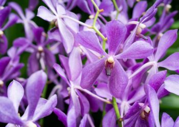 Como cuidar de orquídeas: 5 dicas assertivas para colocar em prática