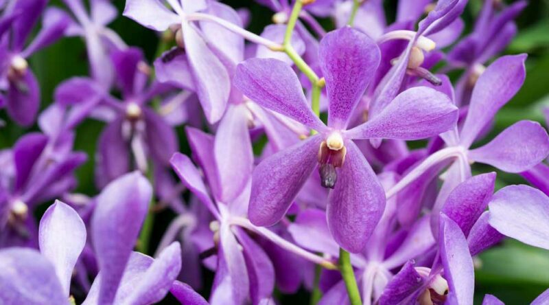 Como cuidar de orquídeas: 5 dicas essenciais para seguir