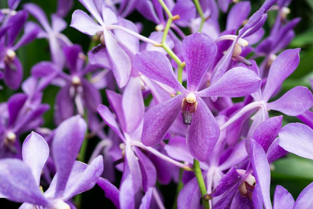 Resultado de imagem para dicas para cuidar de orquideas