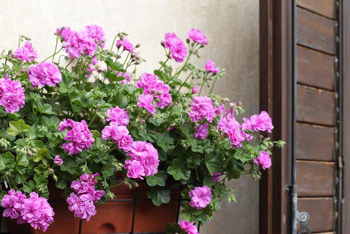 Arranjos de Flores: 60 Modelos, Fotos, Como Montar Passo a Passo