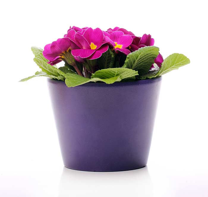 Vaso de violeta