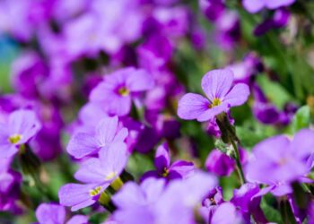 Como cuidar de violetas: 13 dicas certeiras para deixá-las sempre radiantes