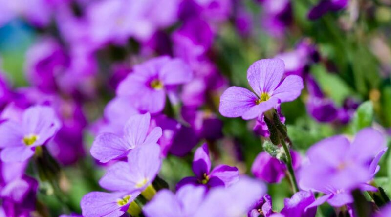 Como cuidar de violetas: 13 dicas essenciais para seguir