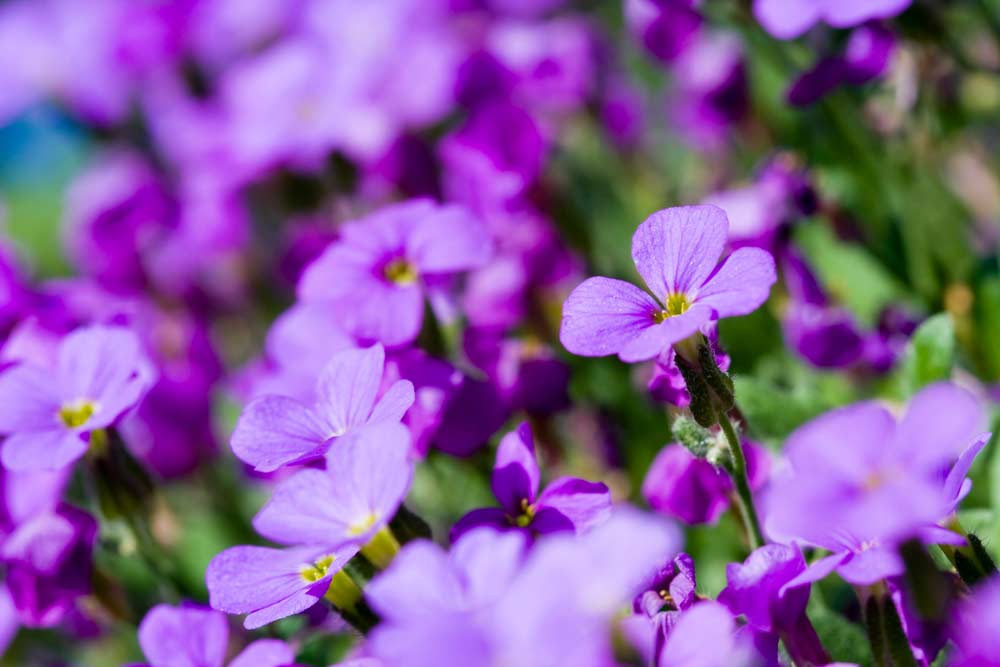 Flores de violetas