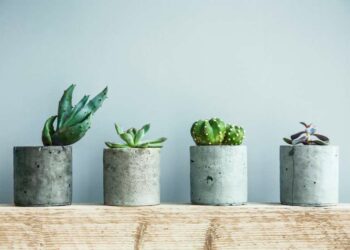 Como cuidar de suculentas: 8 dicas eficazes para seguir agora mesmo