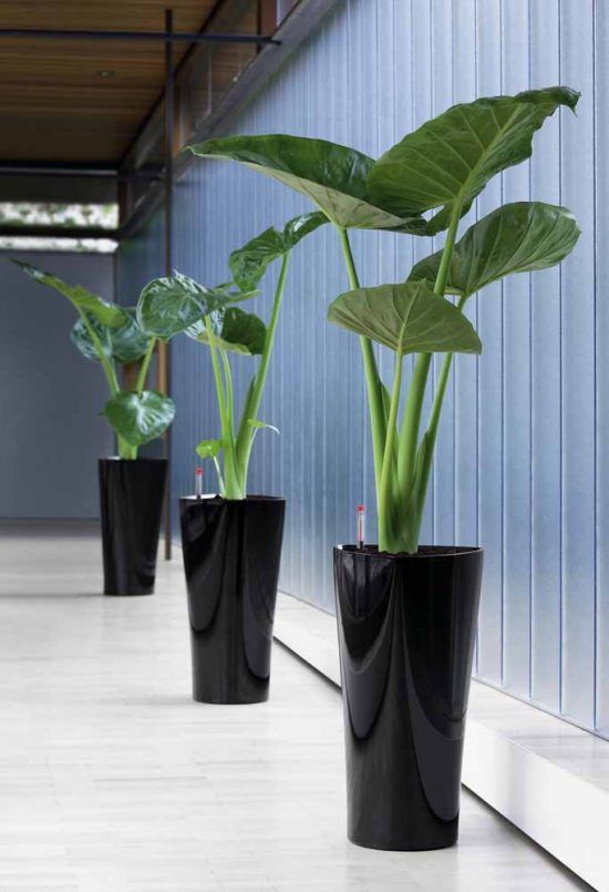 Vasos Decorativos: Descubra 60 Modelos e Ideias de Decoração (FOTOS)