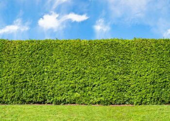 Cerca viva: saiba como utilizar este recurso nas áreas externas