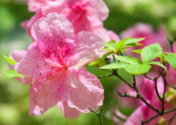 Como cuidar de azaleia: dicas para plantar no ambiente interno e externo