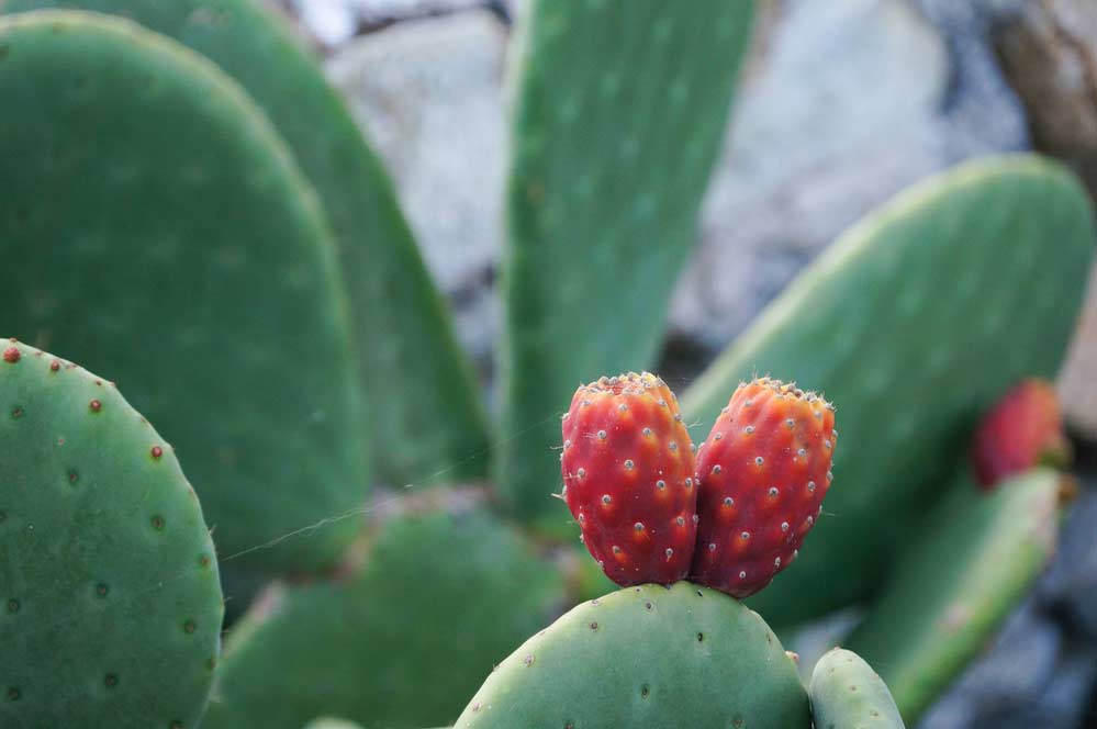 Como Cuidar De Cactos Dicas Completas Para Plantar E Manter