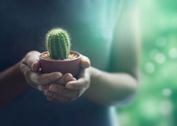 Como cuidar de cactos: dicas de especialistas para plantar e manter