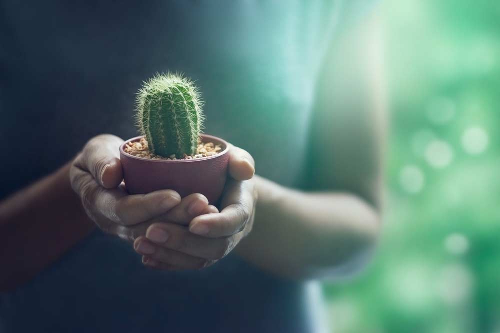 Como Cuidar de Cactos: Dicas Completas Para Plantar e Manter