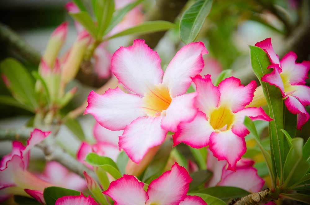 Como Cuidar da Rosa do Deserto: 9 Dicas Essenciais Para Seguir