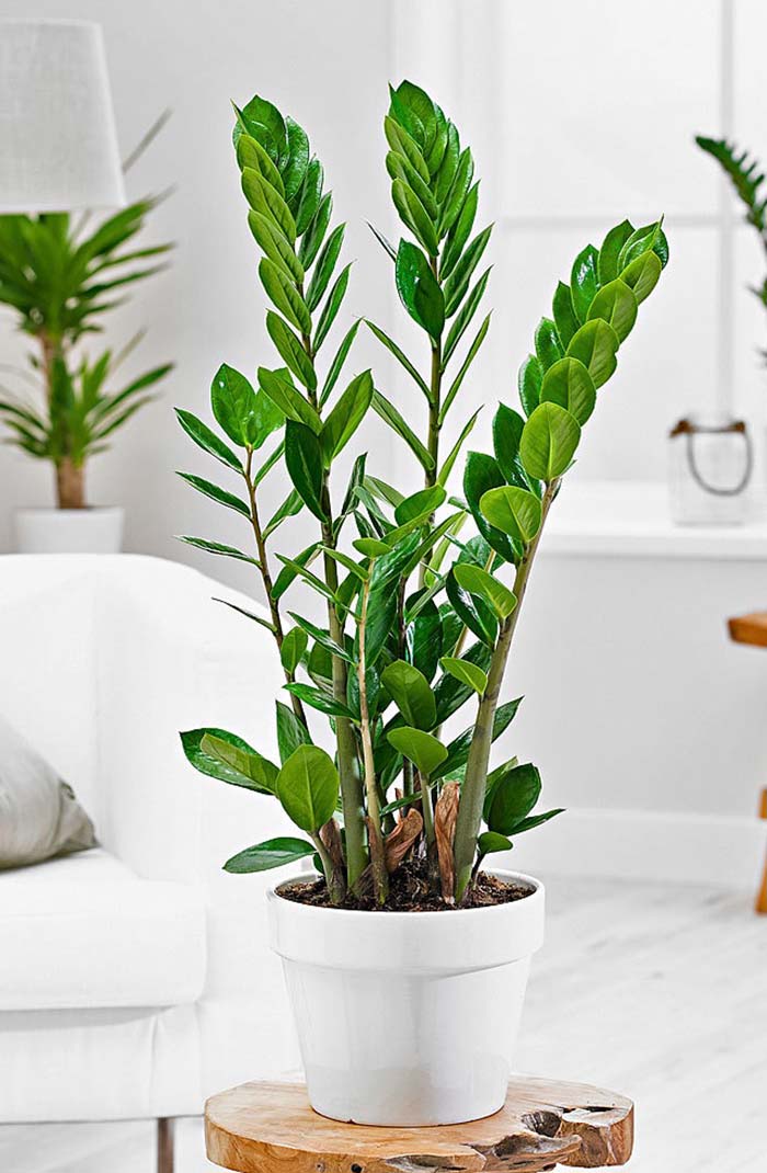 Plantas Ornamentais: 60 Ideias de Decoração, Fotos e Espécies