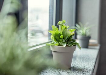 Plantas ornamentais: 60 ideias para trazer o verde pra sua casa