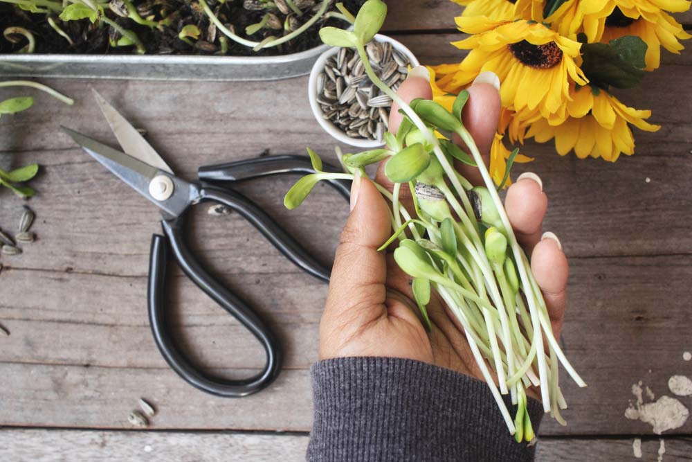 Como Cuidar de Girassol: Conheça Dicas Essenciais do Cultivo