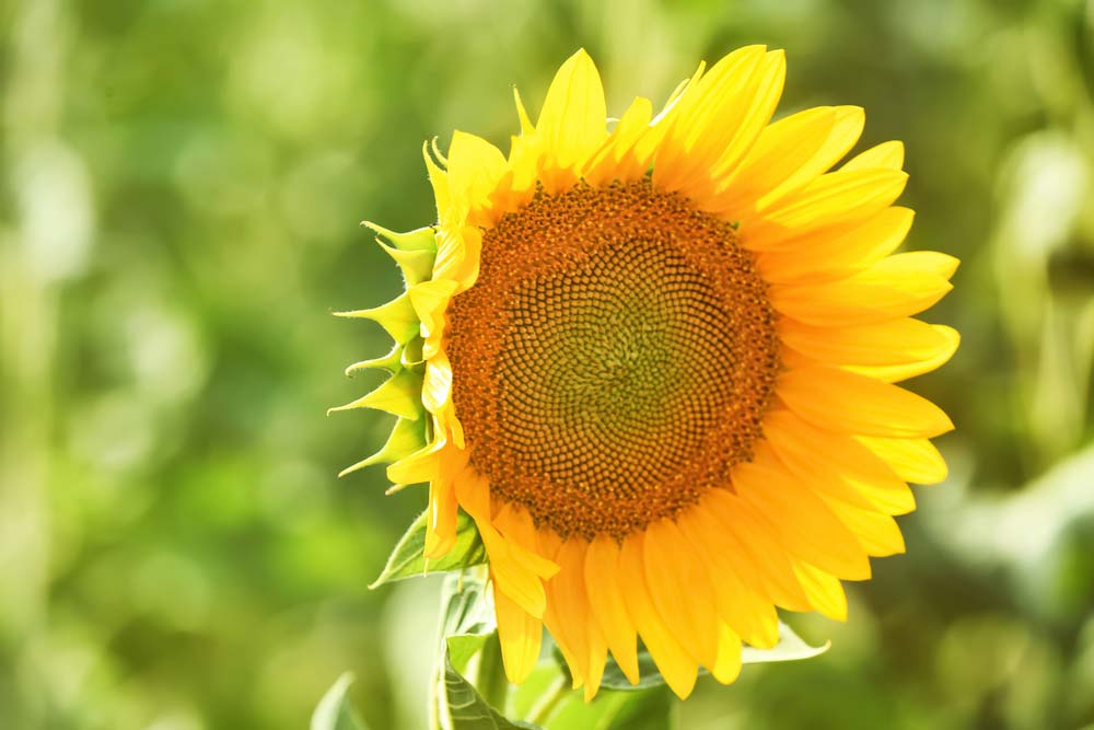 Como Cuidar de Girassol: Conheça Dicas Essenciais do Cultivo