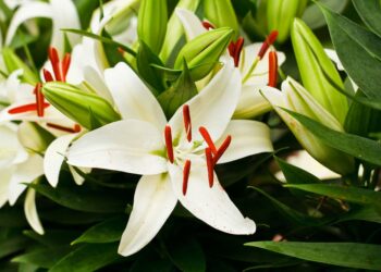 Como cuidar de lírios: dicas de especialistas para jardim, vaso e plantio