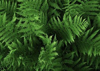 Samambaia: 60 inspirações para dispor a planta na decoração