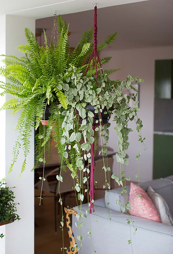 Plantas Para Sala: Principais Espécies + 60 Fotos de Decoração