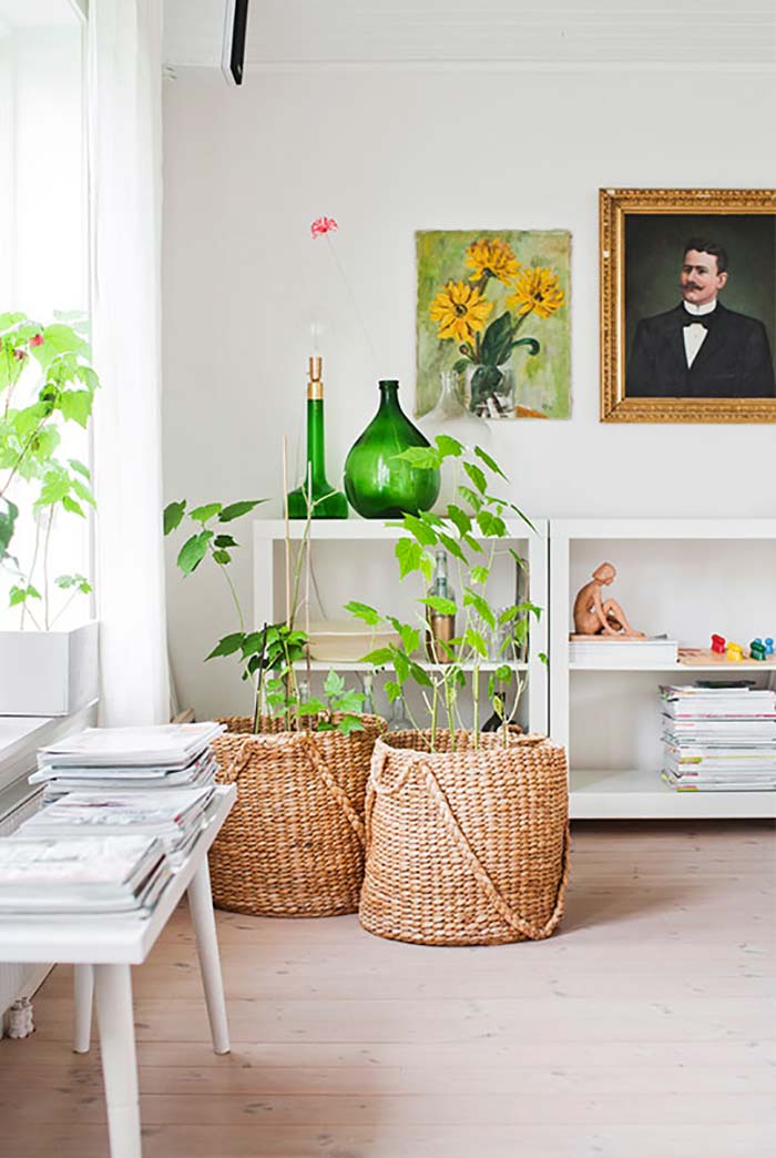 Plantas Para Sala: Principais Espécies + 60 Fotos de Decoração