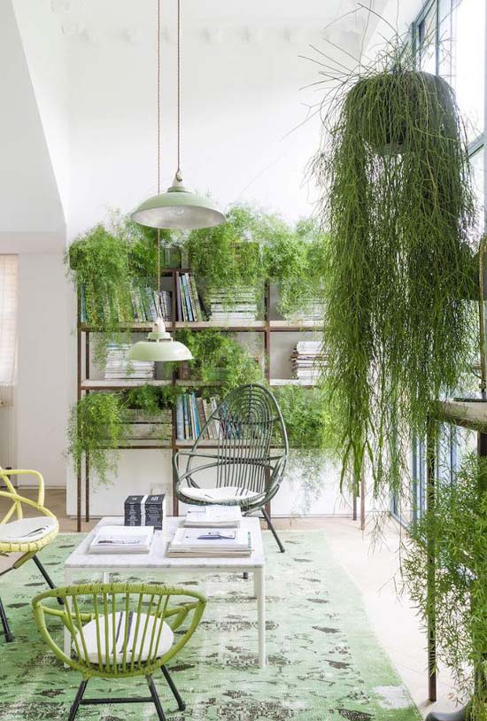 Plantas Para Sala: Principais Espécies + 60 Fotos de Decoração