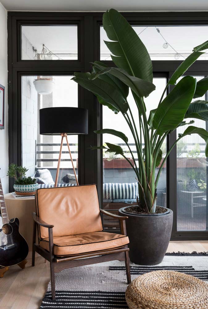 Plantas Para Sala: Principais Espécies + 60 Fotos de Decoração