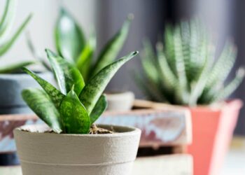 Plantas para sala: principais espécies, como escolher e dicas de decoração