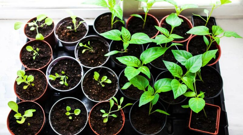 Horta caseira: descubra como fazer e veja 60 ideias criativas Horta caseira: descubra como fazer e veja 60 ideias criativas