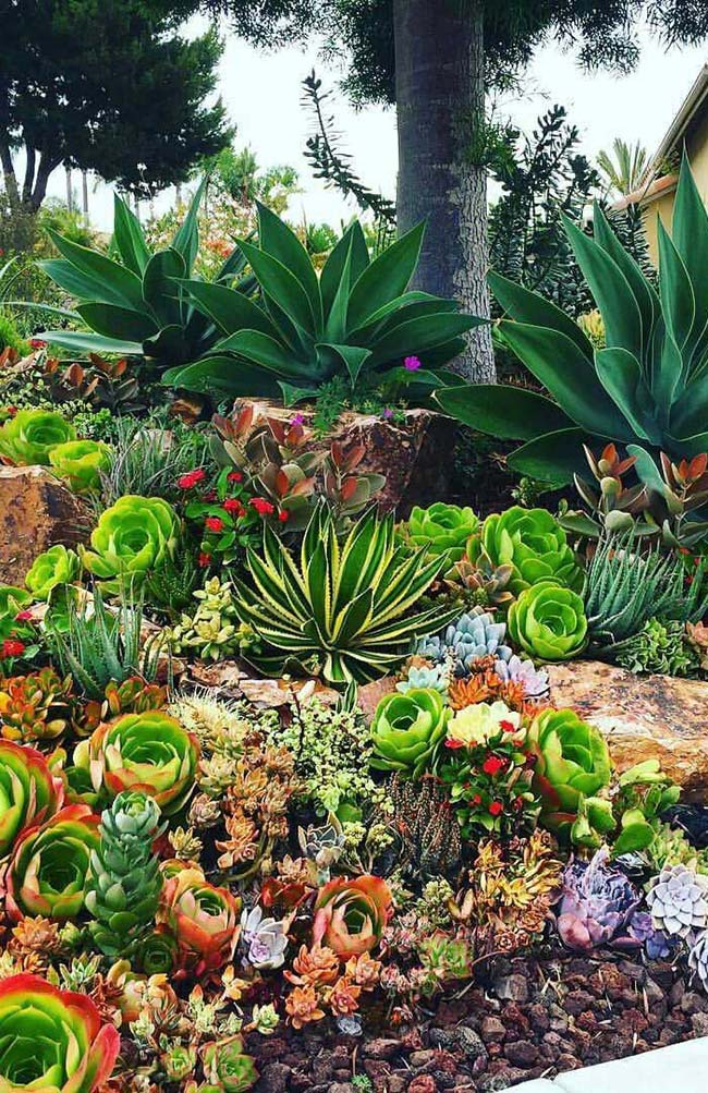 Plantas Para Jardim: Conheça Espécies, Tipos e 60 Fotos de Plantas