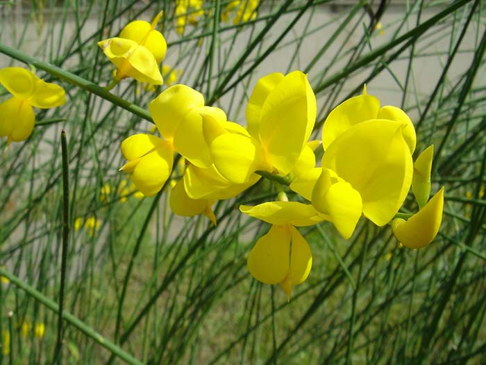 As flores mais comuns da Giesta são as amarelas