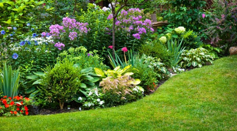 Plantas para jardim: conheça as principais espécies para ter um jardim perfeito