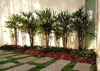 Tipos de palmeiras: conheça as 12 espécies mais utilizadas em jardins