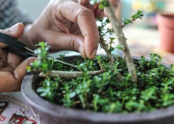Como cuidar de bonsai: um guia essencial com dicas para seguir