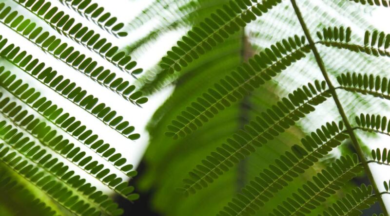 Como cuidar de samambaia: veja dicas essenciais para cultivar Como cuidar de samambaia: veja dicas essenciais para cultivar