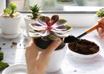 Suculentas: principais espécies, como cultivar e ideias na decoração