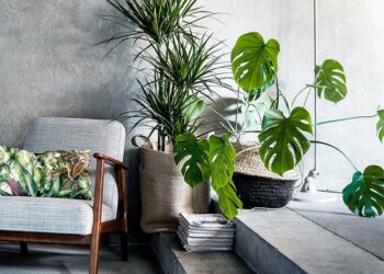 Palmeira ráfia: como cuidar, plantar e ideias de paisagismo