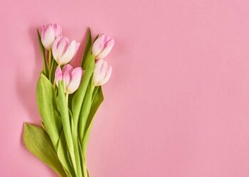 Como cuidar de tulipas: aprenda dicas essenciais de cultivo