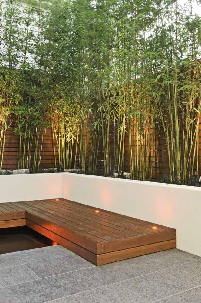 Bambu Mosso Como Cuidar Caracteristicas E 60 Ideias Para Decorar