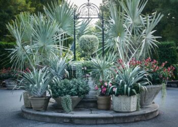 Palmeira azul: saiba como cuidar e veja 60 ideias de paisagismo